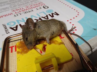 rodent trapping