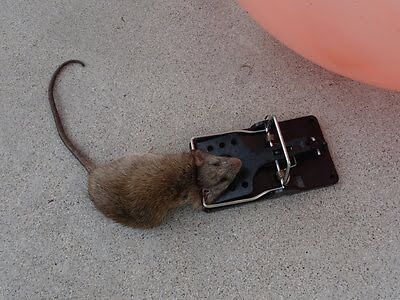 rodent trapping